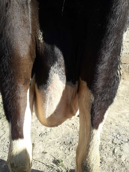 Represent cow infected with unilateral (at left side) mastitis